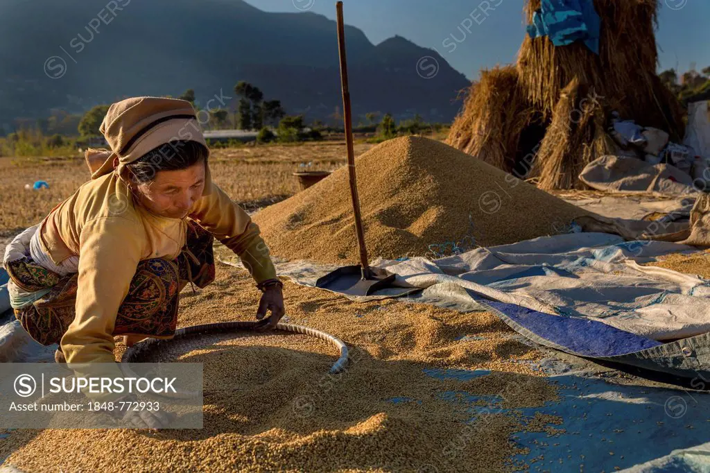 Female farmer preparing for winnowing