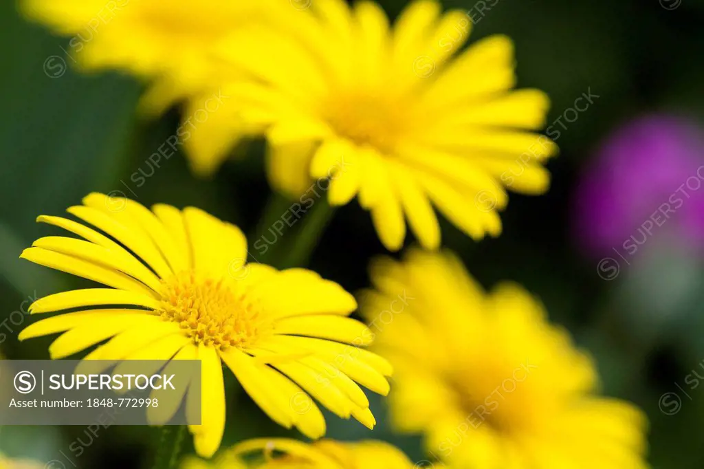 Leopard's Bane (Doronicum orientale), flowers