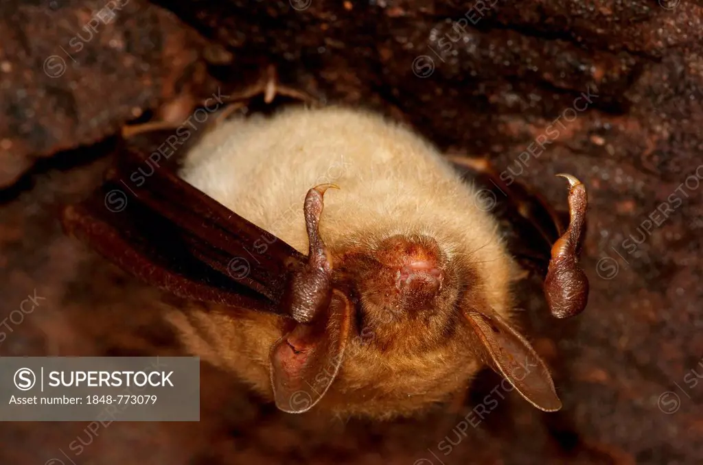 Greater Mouse-eared Bat (Myotis myotis) in hibernation