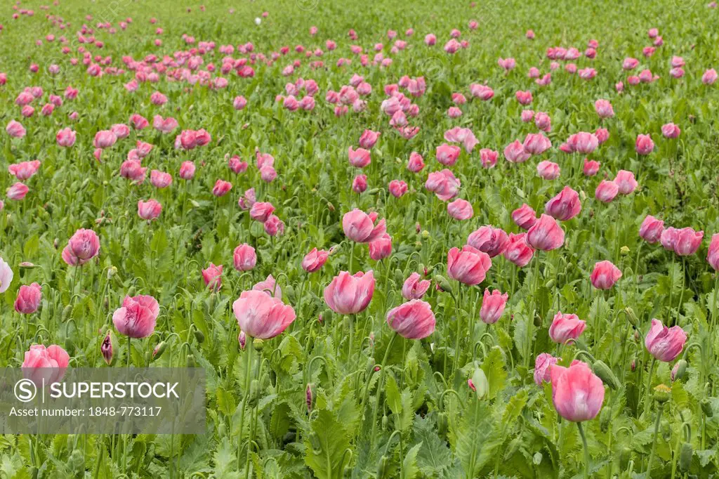 Opium Poppies (Papaver somniferum)