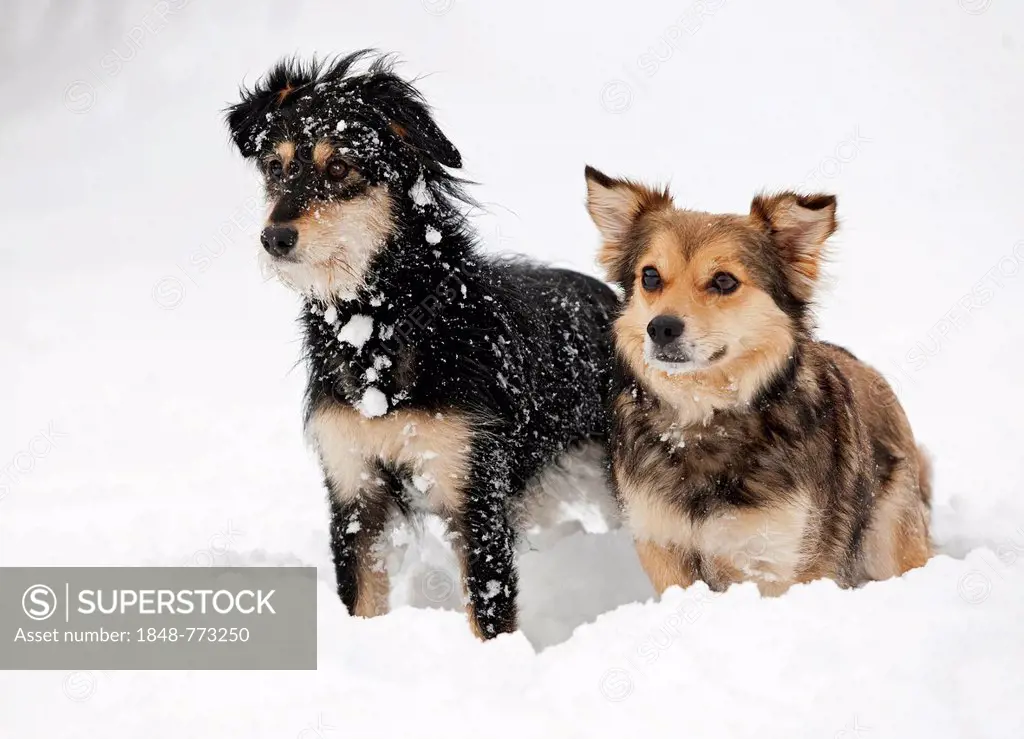Two mongrel dogs standing next to each other in the snow, alert