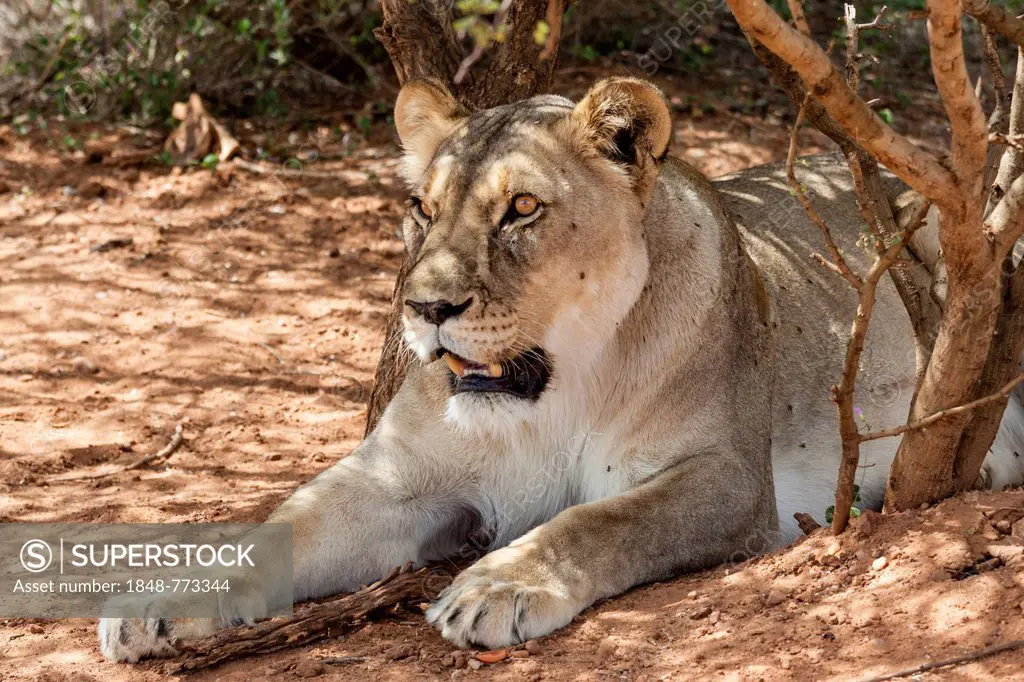 Lioness (Panthera leo) lying in the shade