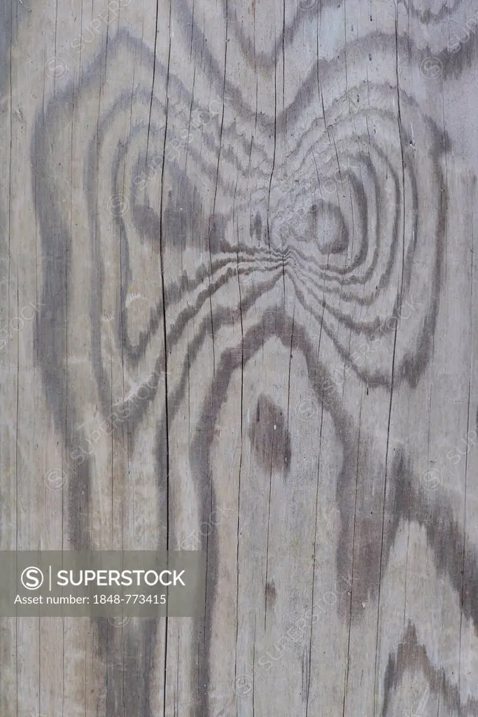 Wood grain of a Scots pine (Pinus sylvestris)