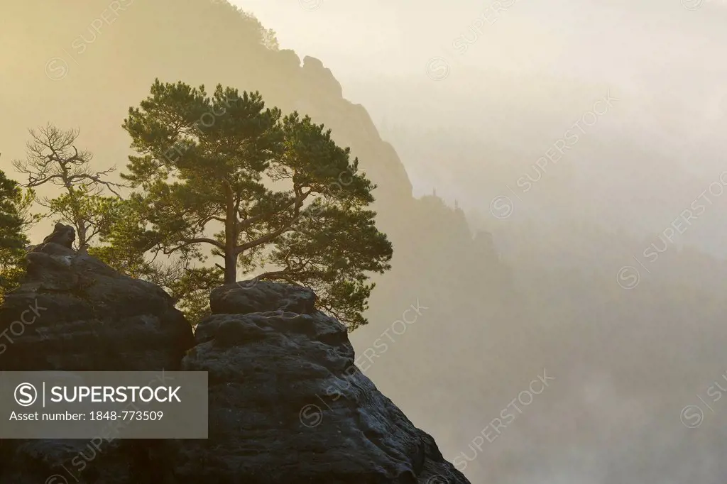 Pine growing on the rocks of Schrammsteine in the morning mist