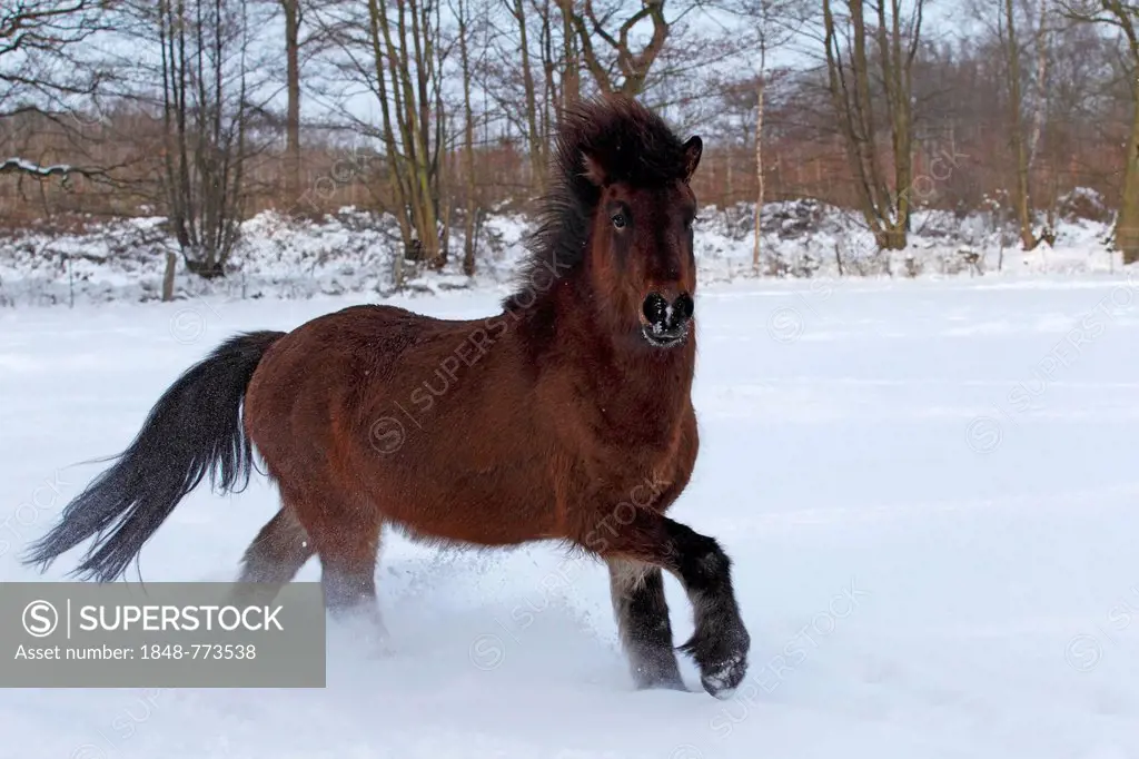 Icelandic Horse, gelding running through snow