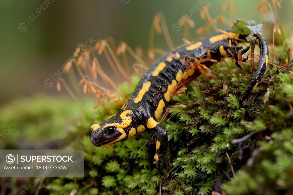 Fire Salamander (Salamandra salamandra), adult, on moss