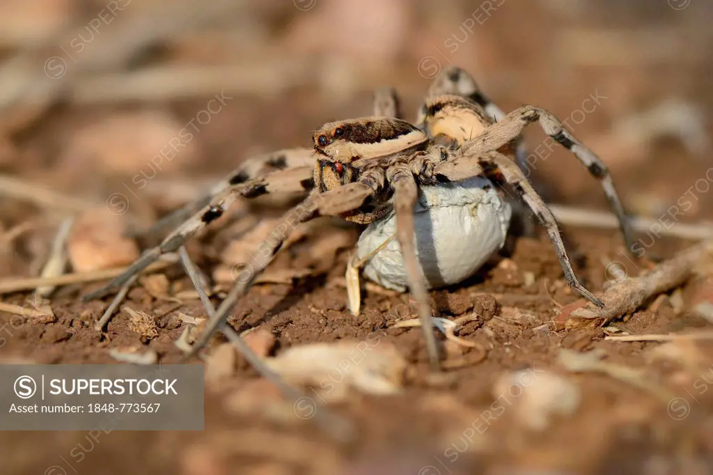 Wolf Spider (Lycosa tarentula), female carrying an egg sac