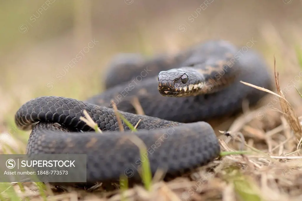 Common European Adder or Common European Viper (Vipera berus), male, lying curled up with its head raised in dry grass