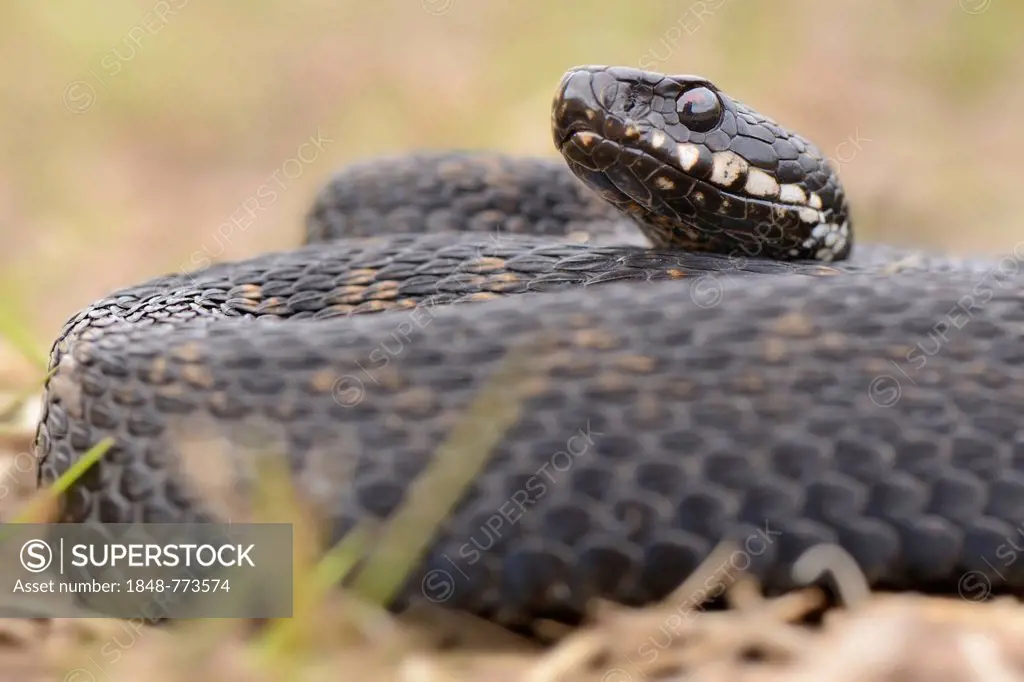 Common European Adder or Common European Viper (Vipera berus), male, lying curled up in dry grass