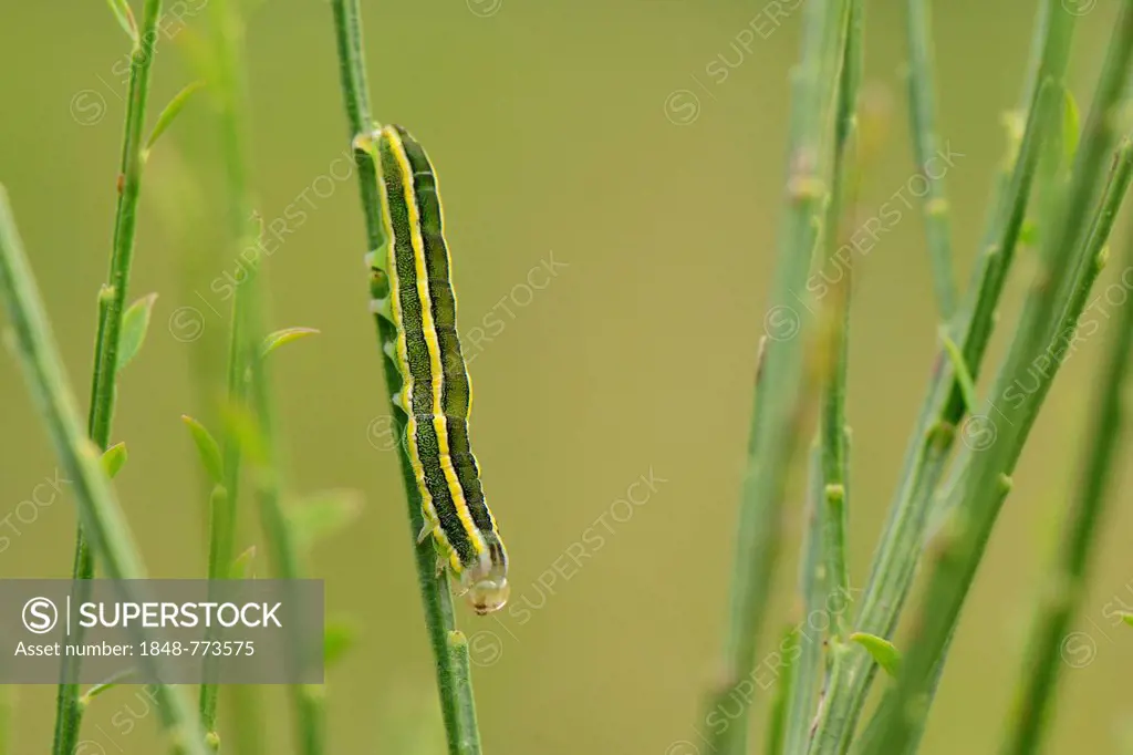 Caterpillar of a Broom Moth (Ceramica pisi) sitting upside down on a broom twig