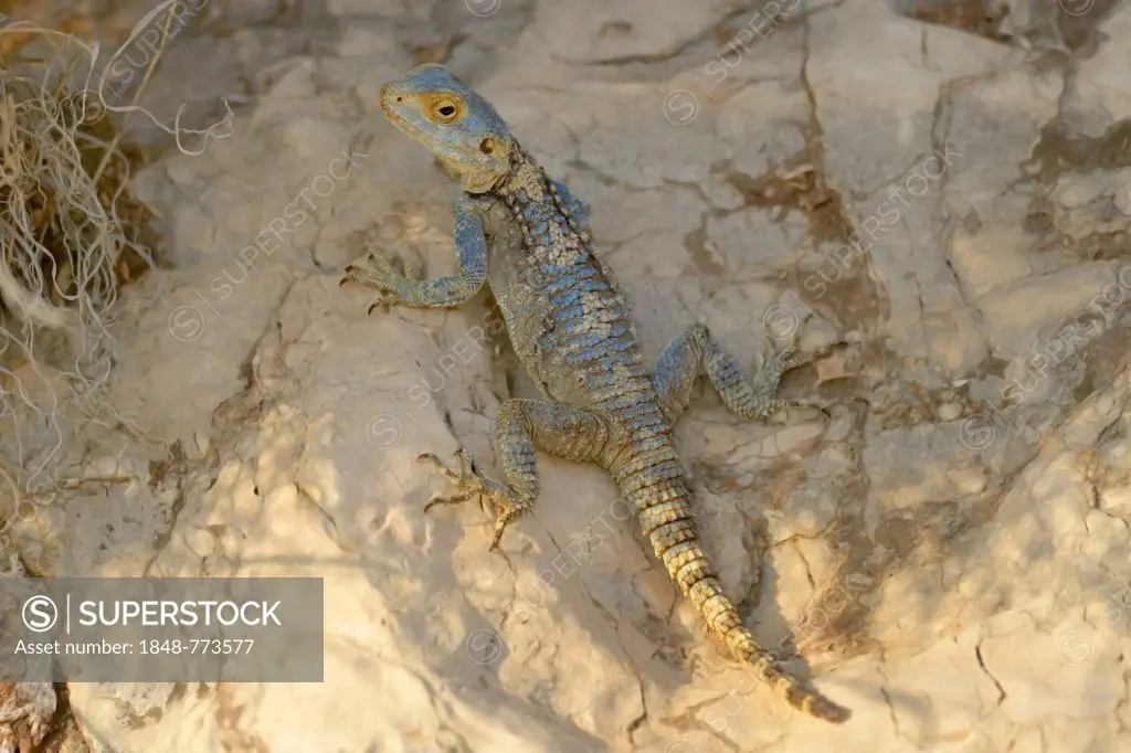 Stellion, Hardim or Star Lizard (Laudakia stellio), adult male on a rock