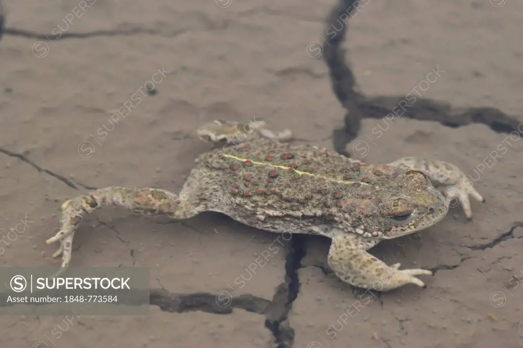 Natterjack Toad (Bufo calamita), adult stretched out in a puddle