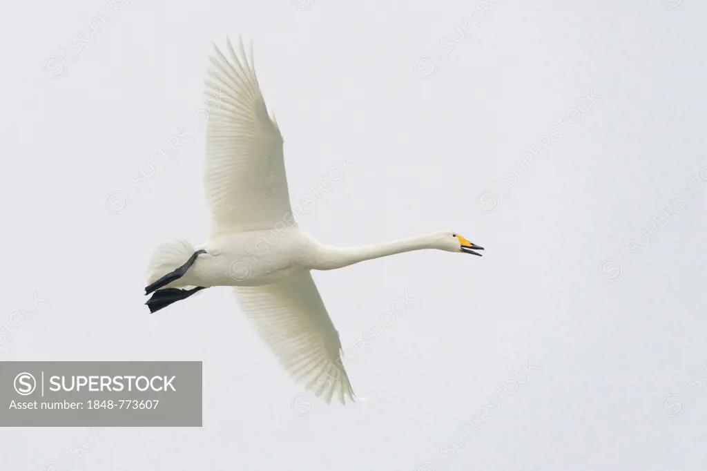 Whooper Swan (Cygnus cygnus) in flight