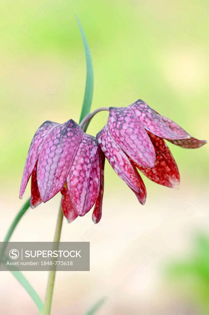 Fritillary, snake's head fritillary or chess flower (Fritillaria meleagris)