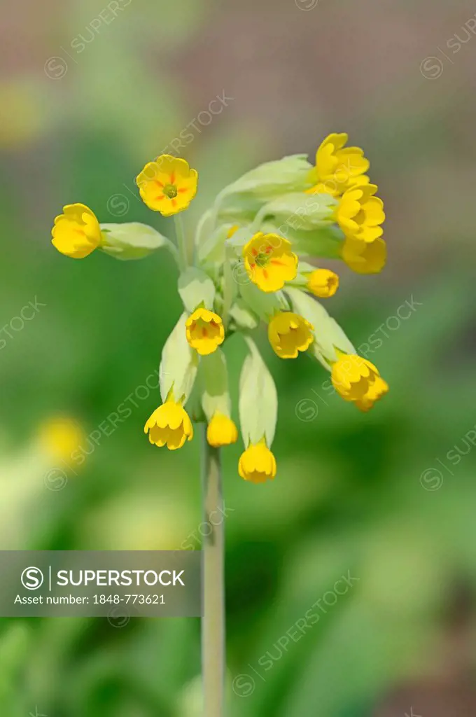 Cowslip (Primula veris, Primula officinalis)