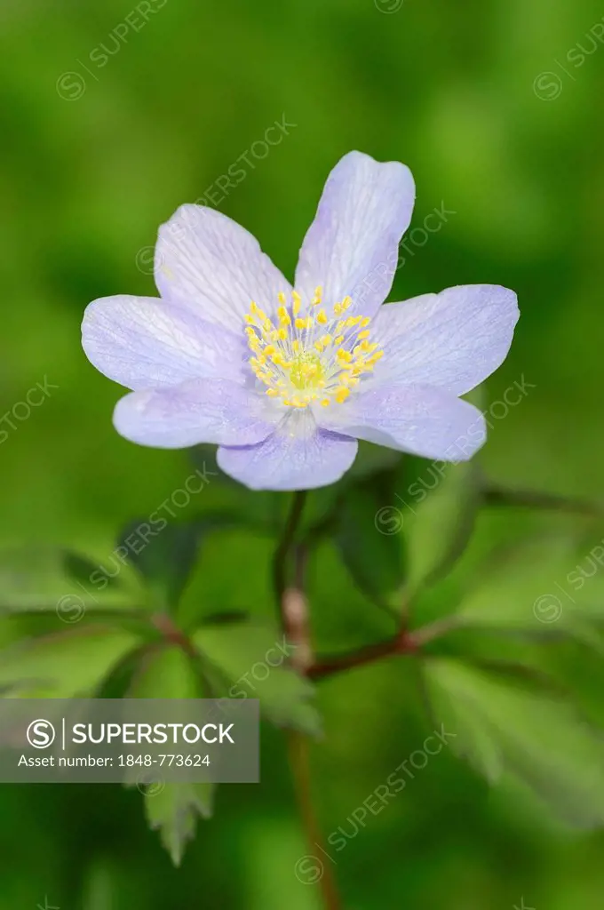 Robinsoniana wood anemone, windflower or thimbleweed (Anemone nemorosa)