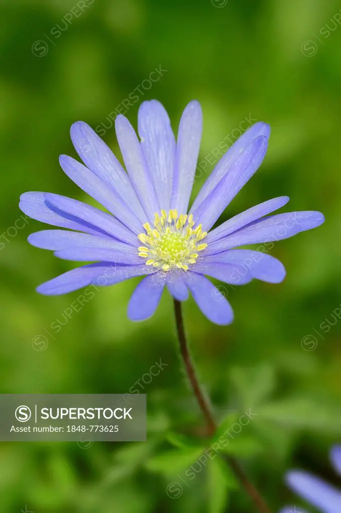 Blue Anemone or Grecian Windflower (Anemone apennina, Anemone blanda)