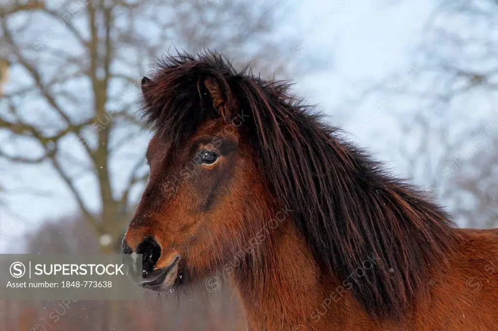 Icelandic Horse, gelding, portrait