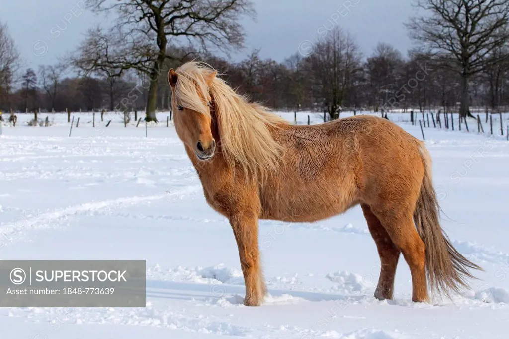 Icelandic Horse, isabelline-coloured mare standing on a pasture in winter