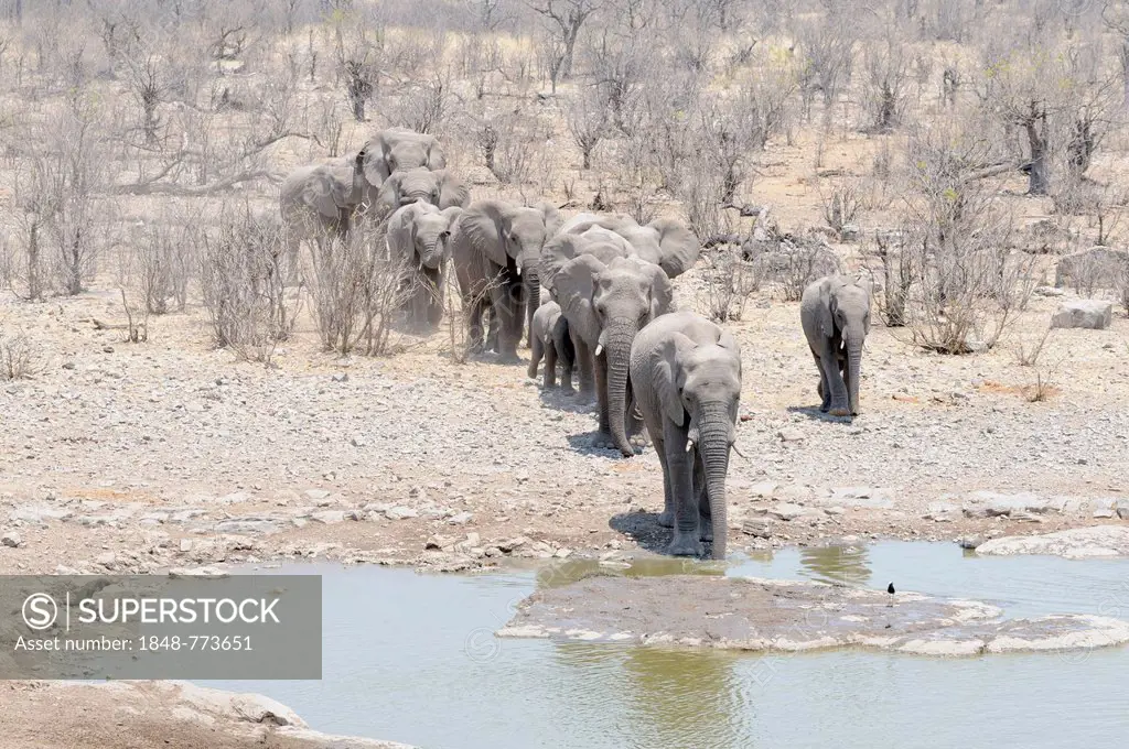Herd of African Bush Elephants (Loxodonta africana) running to the Moringa Waterhole