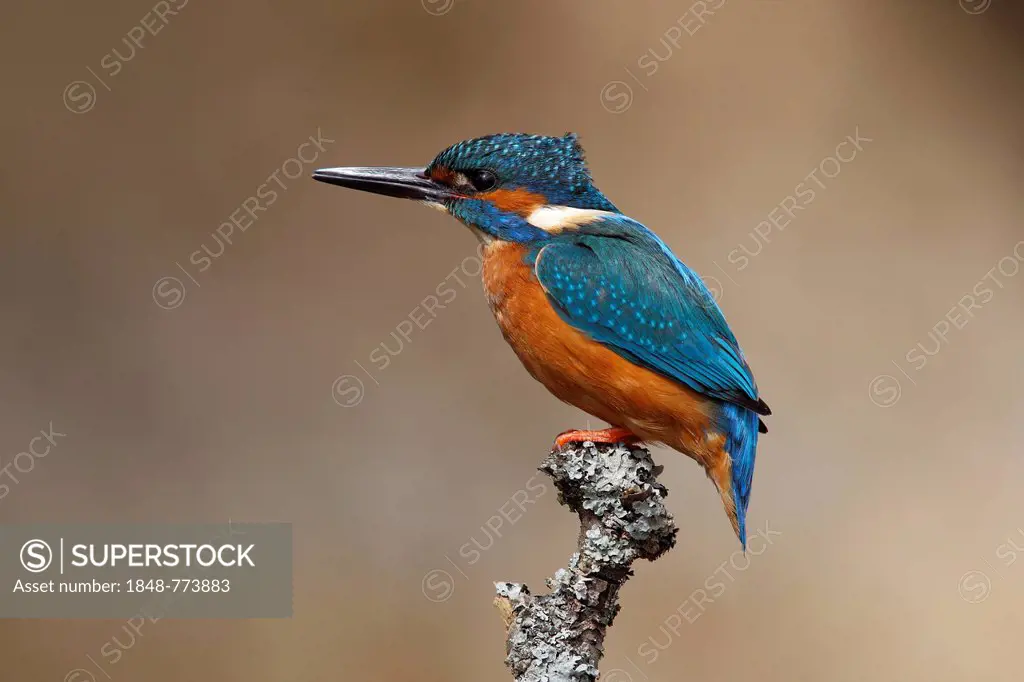 Kingfisher (Alcedo atthis), male, perched