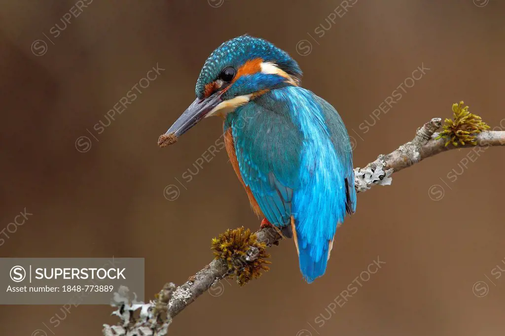 Kingfisher (Alcedo atthis), male, resting after digging the breeding cave