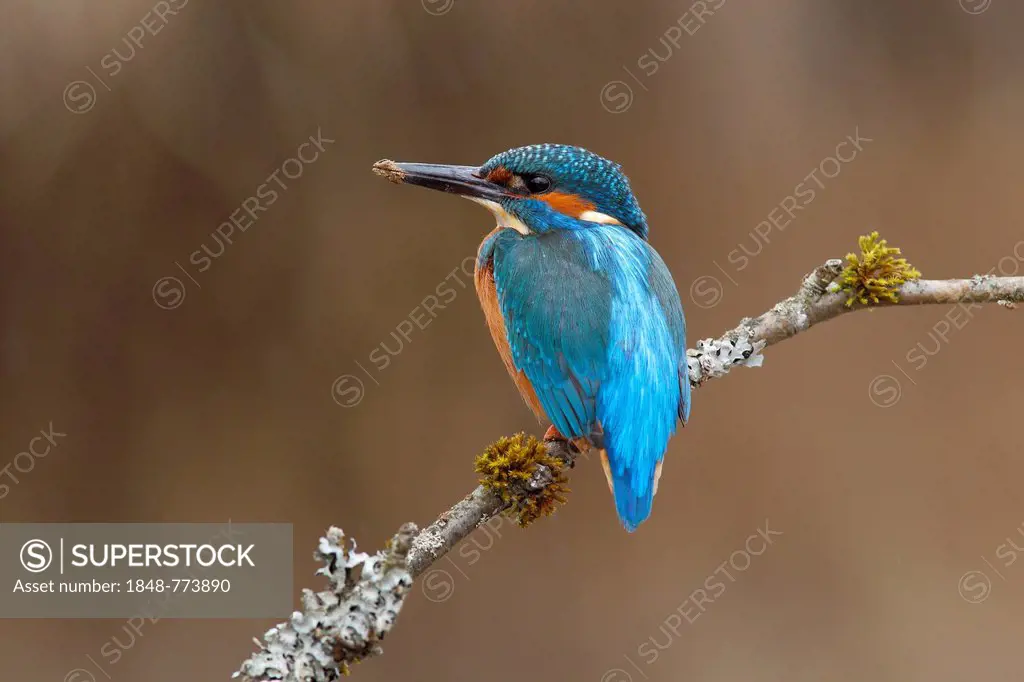 Kingfisher (Alcedo atthis), male, resting after digging the breeding cave
