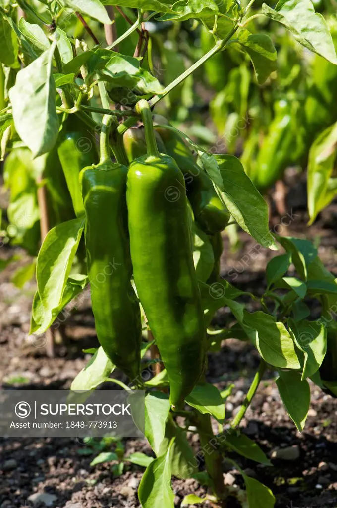 Chili Peppers (Capsicum annuum) growing in a garden