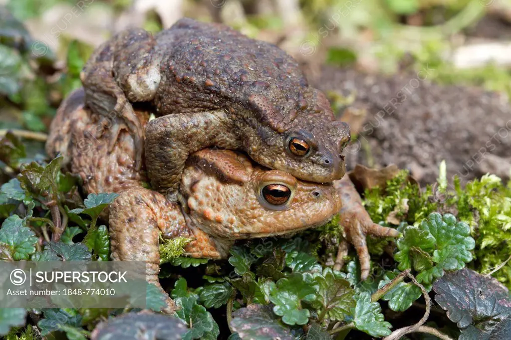 Common Toad (Bufo bufo), male clinging to a female