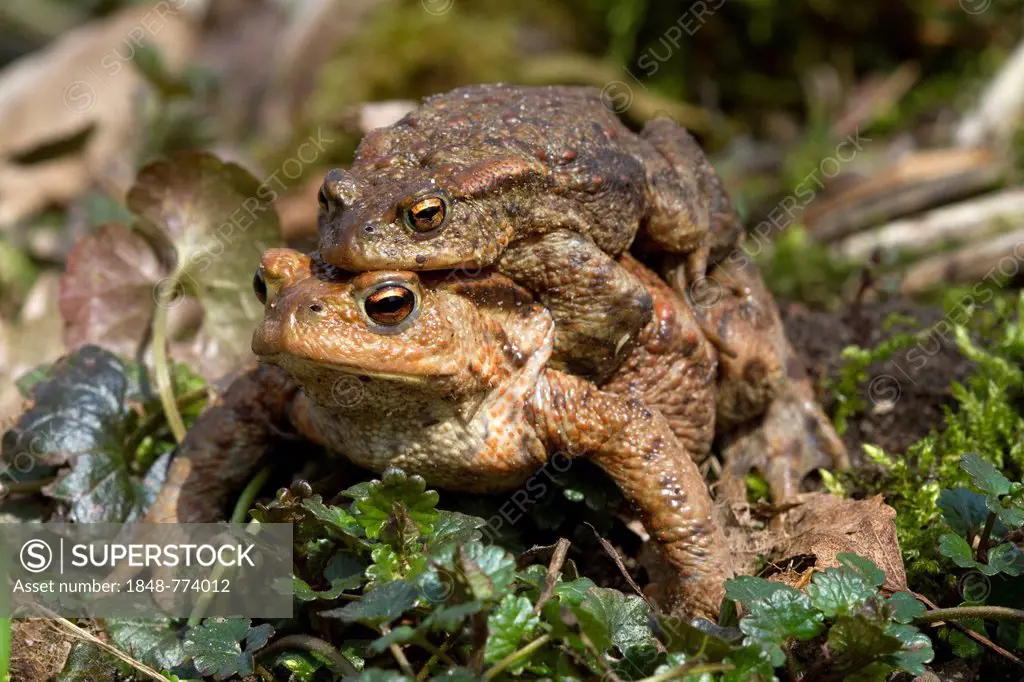 Common Toad (Bufo bufo), male clinging to a female