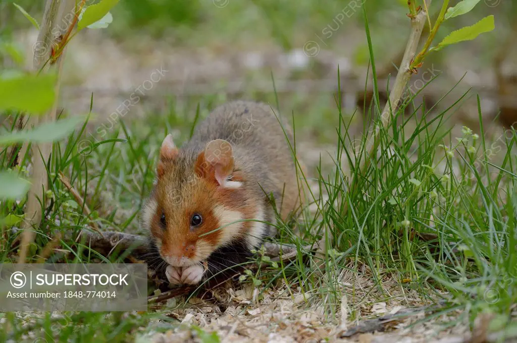 Black-bellied Hamster or Common Hamster (Cricetus cricetus)