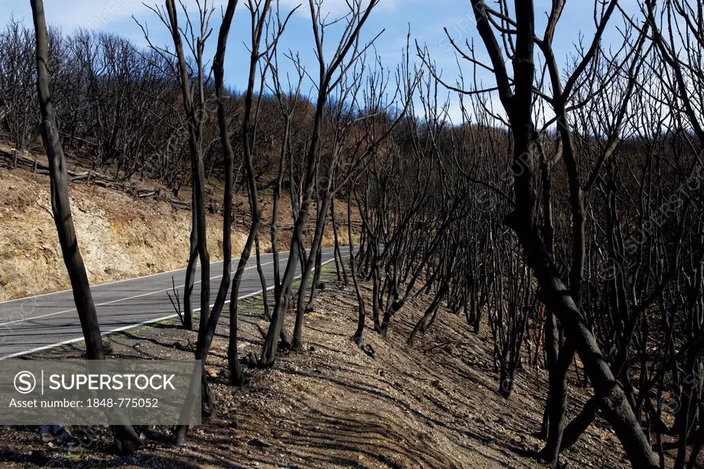 Fire damage four months after a forest fire, next to a country road