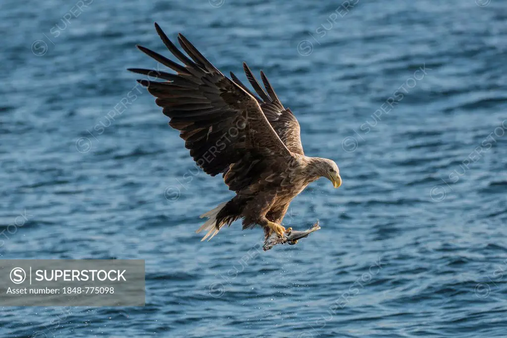 White-tailed Eagle or Sea Eagle (Haliaeetus albicilla) in flight with salmon in its talons