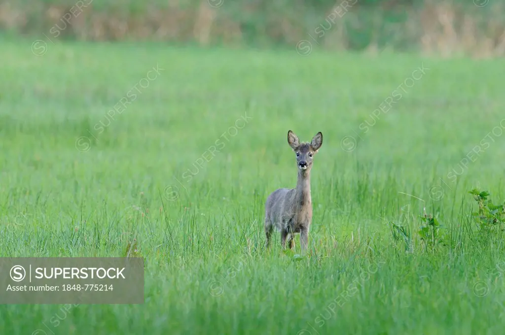A deer (Capreolus capreolus) standing on a meadow
