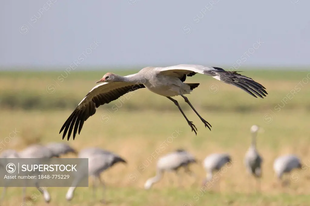 Common Crane (Grus grus), juvenile, during landing, at staging area in autumn