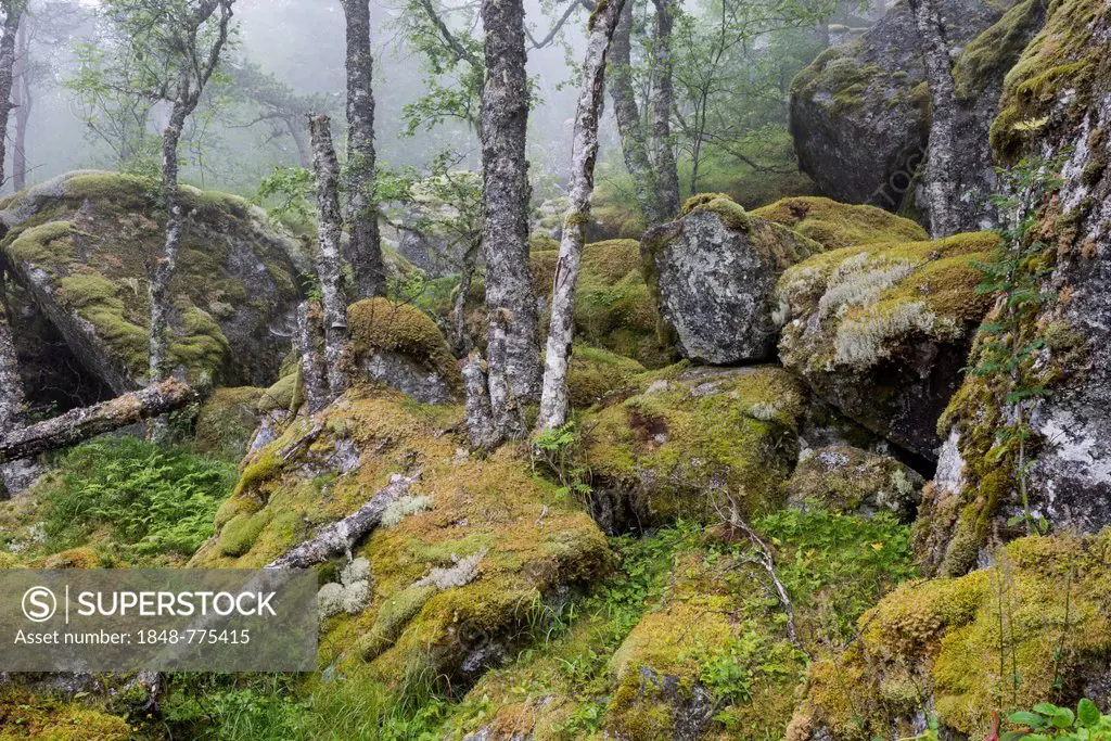 Moss-covered rocks and birches along the hiking trail to Hardangervidda mountain plateau