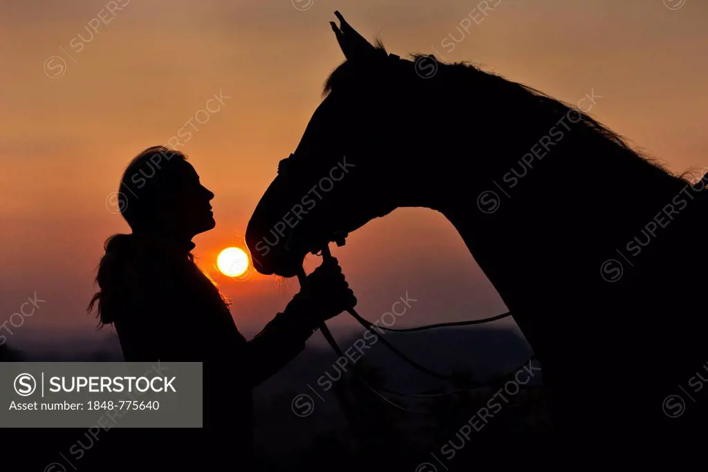 Young woman with an Oldenburg horse, with harness, bridled, at sunset, silhouette
