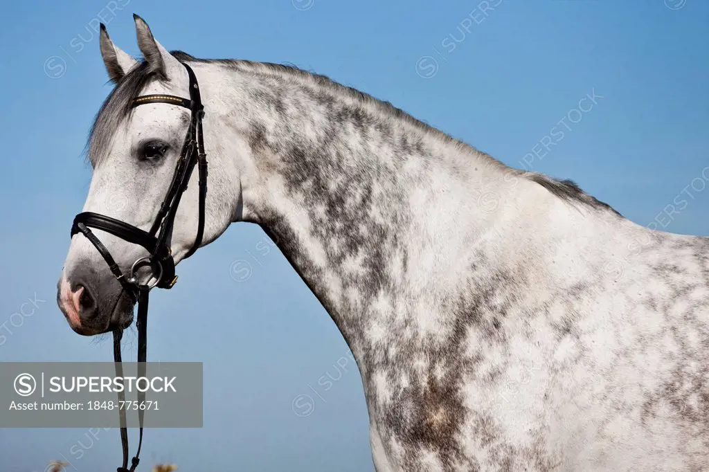 Bridled Hanoverian, grey horse, portrait
