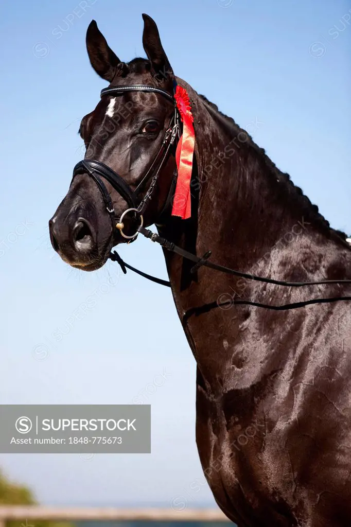 Hanoverian with a winner's ribbon, bridled, black horse, portrait