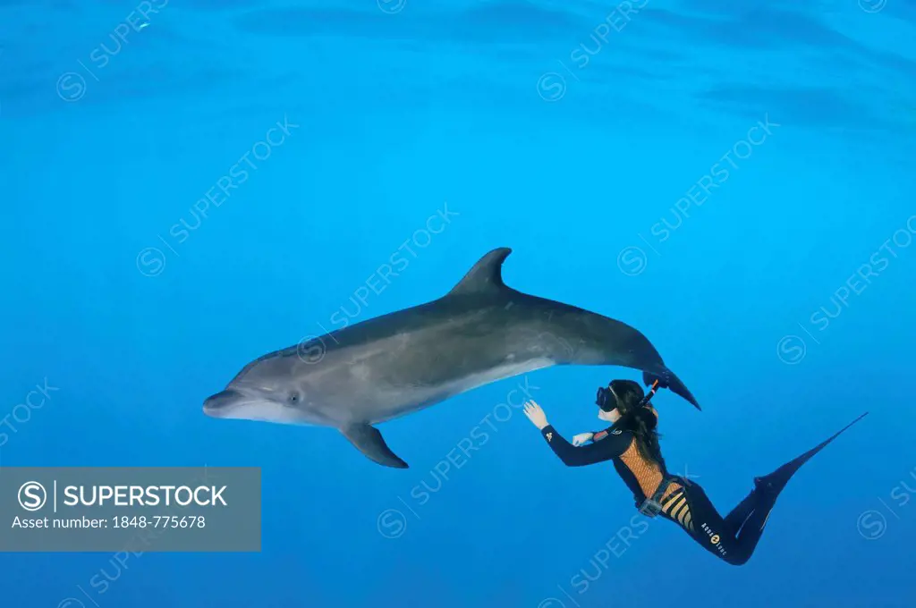 Freediver and Bottlenose dolphin (Tursiops truncatus)