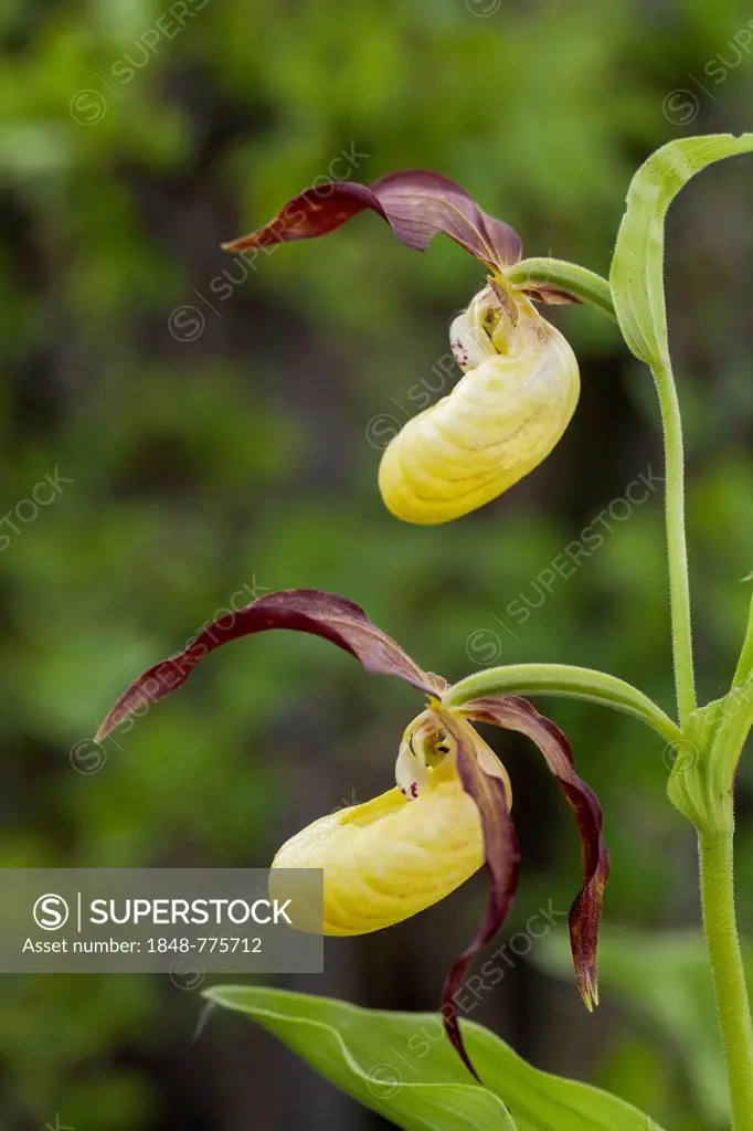 Lady's-slipper Orchid (Cypripedium calceolus)