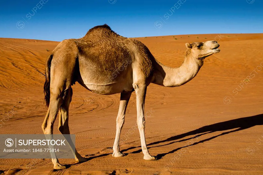 Dromedary camel (Camelus dromedarius), desert