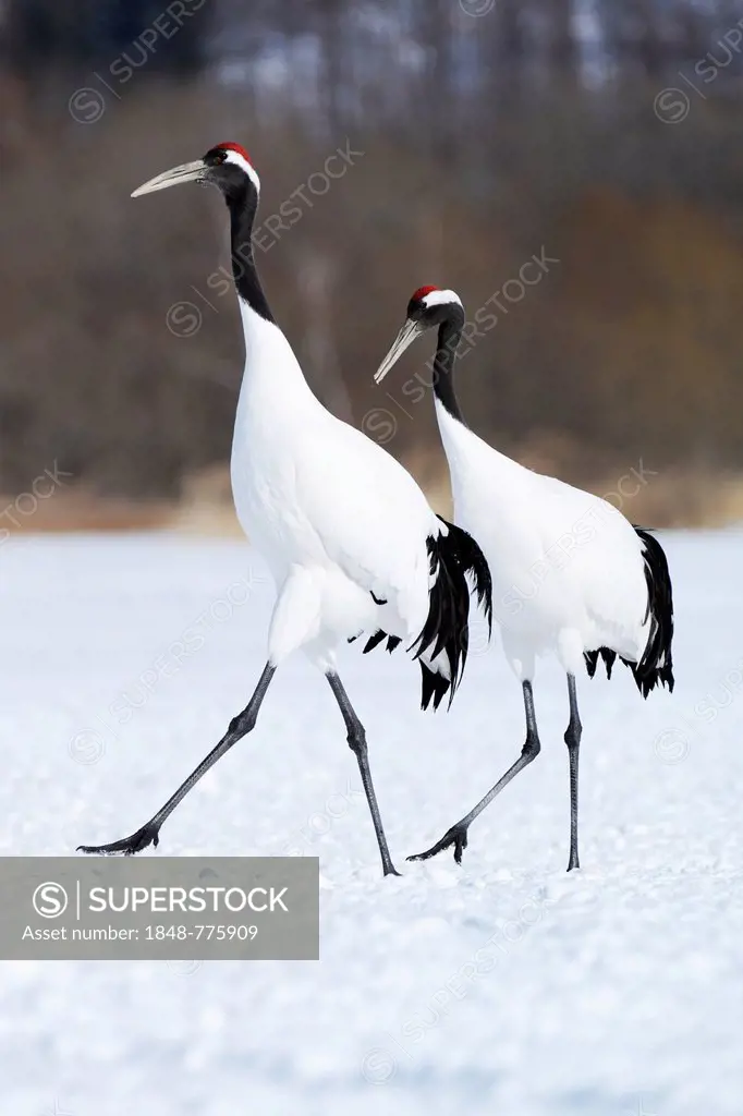 A pair of Red-crowned Cranes, Japanese Cranes or Manchurian Cranes (Grus Japonensis) walking in unison during courtship