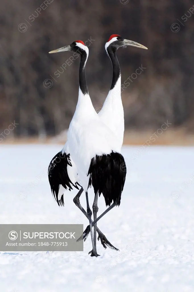A pair of Red-crowned Cranes, Japanese Cranes or Manchurian Cranes (Grus Japonensis) performing a mating dance