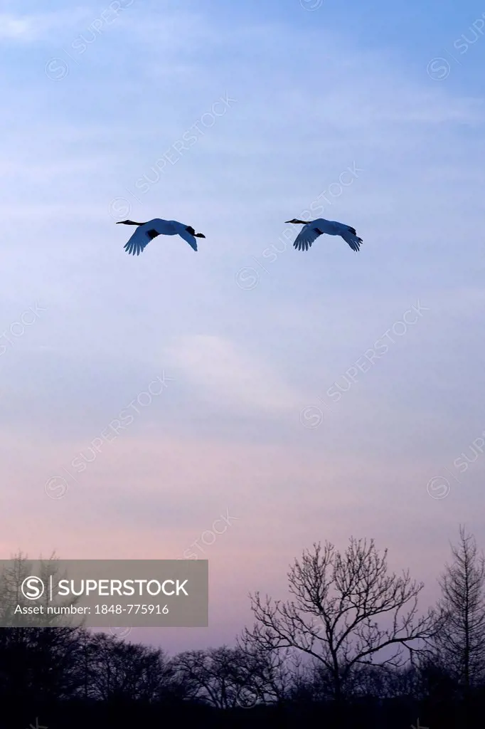 Red-crowned Cranes, Japanese Cranes or Manchurian Cranes (Grus Japonensis) in flight to roost at dusk
