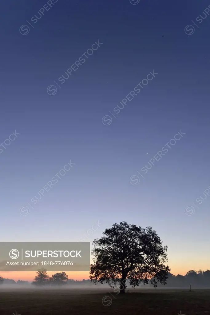 Meadow landscape with solitary oak trees in the morning mist at sunrise