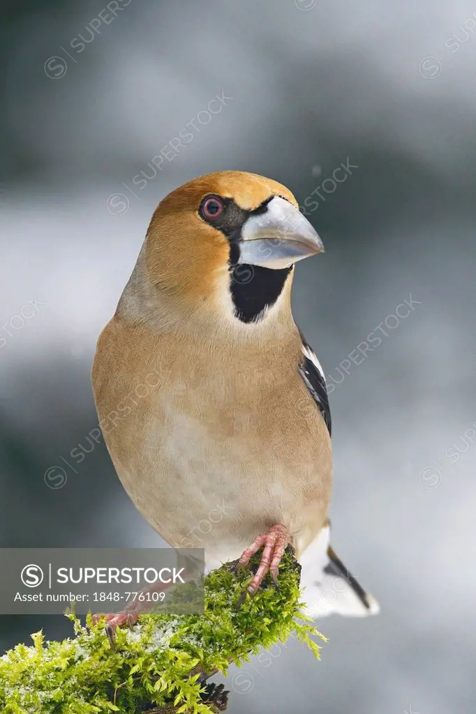 Hawfinch (Coccothraustes coccothraustes), male