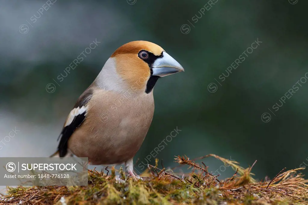 Hawfinch (Coccothraustes coccothraustes), male