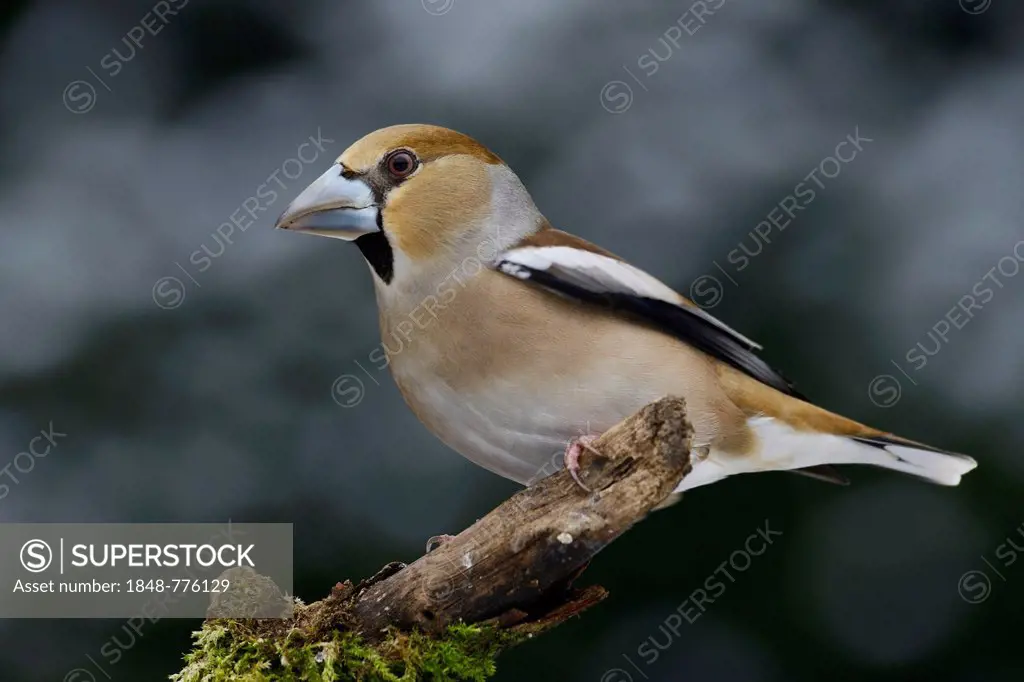 Hawfinch (Coccothraustes coccothraustes), female