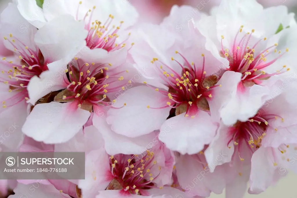 Blossoms of an Almond tree (Prunus dulcis)